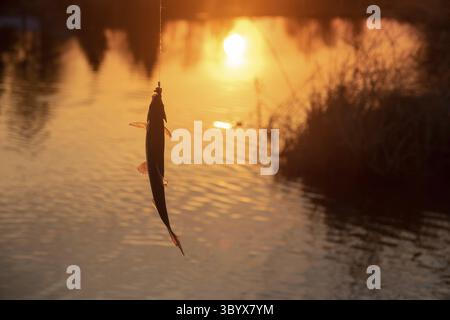 Kakerlake. Glücksspiel-Angeln am Fluss am Abend. Fisch bei Sonnenuntergang gefangen Stockfoto