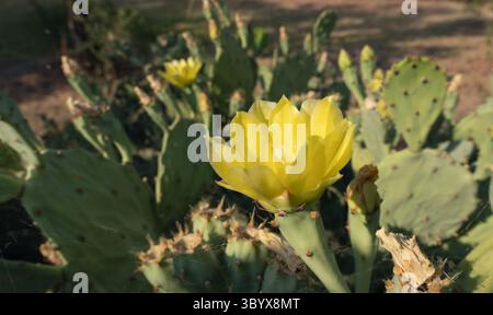 Dieses Bild zeigt eine atemberaubende gelbe Kaktusblume, die inmitten üppiger grüner Pads blüht und die Schönheit und Widerstandsfähigkeit der Wüstenflora in einer natürlichen Umgebung festlegt Stockfoto