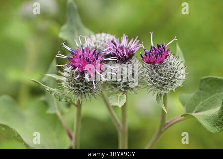 Schöne Nahaufnahme/Makroaufnahme der Klettenfrucht. (Arctium lappa) Stockfoto