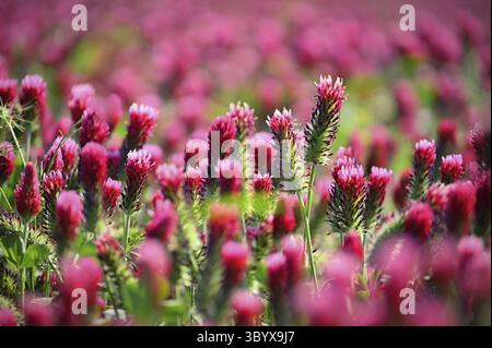 Ein schönes blühendes rotes Feld in der Tschechischen Republik. Konzept für Natur und Landwirtschaft. Schöne rote Blumen. Frühling Natur Hintergrund. Klee inka Stockfoto