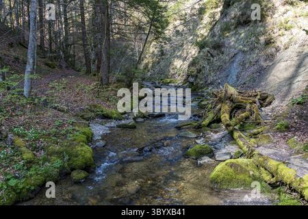 Schöne Frühlingswanderung zum Niedersonthofen Wasserfall durch den Falltobel bei Niedersonthofen im Allgau Stockfoto