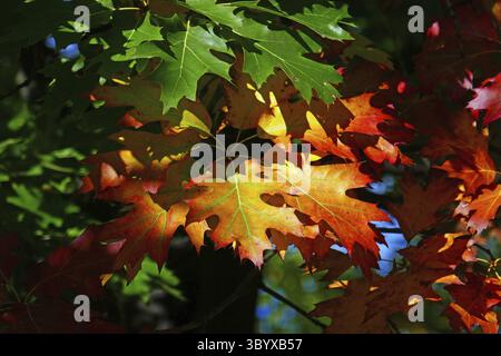 Blätter einer Sumpfeiche im Herbst Stockfoto