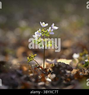 Frühlingshintergrund. Schöne kleine weiße Blumen in der Natur. Kleine Waldpflanze (Isopyrum thalictroides) Stockfoto