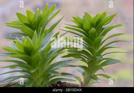 Blick auf asiatische Lilie (Lilium asiatic Hybrid) mit aufrechten Stängeln, glänzend grünen, schmalen lanzenförmigen Blättern. Eine kleine Topfpflanze auf dem Balkon. Verwenden Sie es als Stockfoto