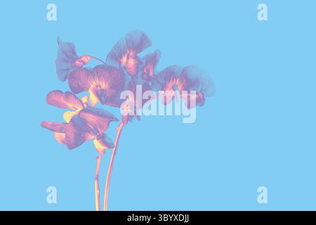Digital aufgearbeitete süße Erbsenblüten in sanften Rosa-Tönen auf pastellblauem Hintergrund. Künstlerische Blumenkomposition. Stockfoto