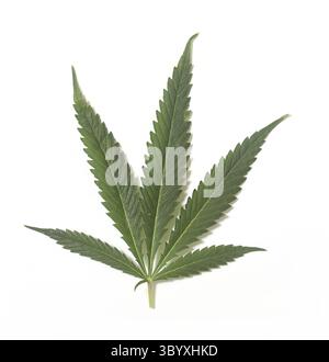 Grünes Marihuana Hanfblatt auf weißem Hintergrund Stockfoto