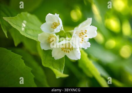Zarte weiße Jasmin-Blüten blühen unter frischen grünen Blättern im Sonnenlicht. Stockfoto