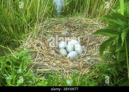 Stummschwäne (Cygnus olor) riesige Nester auf Inseln des östlichen Süßwassers im Golf von Finnland, Ostsee. Nester aus Seggenrohr. Große Vögel haben tr Stockfoto