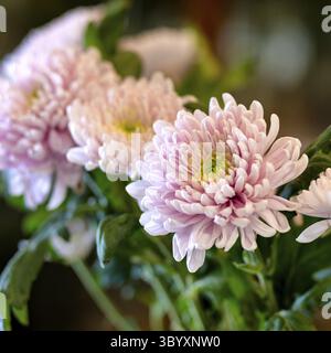 Chrysantheme, Mütter, chrysanths Blume aus nächster Nähe Stockfoto