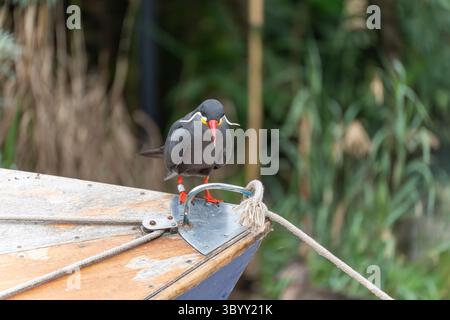 Inka-Tern, Frontalansicht mit angespanntem Blick. Der Vogel schaut direkt auf das Seil. Seine Haltung ist konzentriert, fast schwierig. Stockfoto
