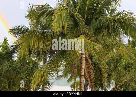 Palmen Sie am Strand von Fort Myers Beach mit zwei gemeinsamen Stare sitzen in die Palmblätter. Auf der Rückseite einen Blick auf den Strand, das Meer und eine r Stockfoto