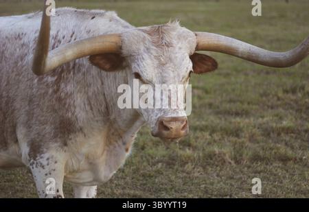 Texas Longhorn Rinder auf der Weide am späten Nachmittag Nahaufnahme Stockfoto