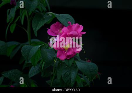 Ein lebendiger japanischer Rosenstrauch, der blüht, seine farbenfrohen rosa Blumen... Stockfoto
