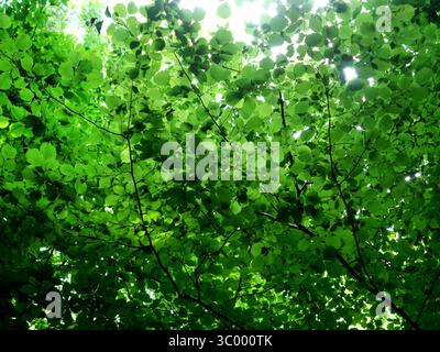 Hellgrüne Buchendecke im Sonnenlicht. Frische Natur, Licht und Ruhe. Kopierraum. Stockfoto