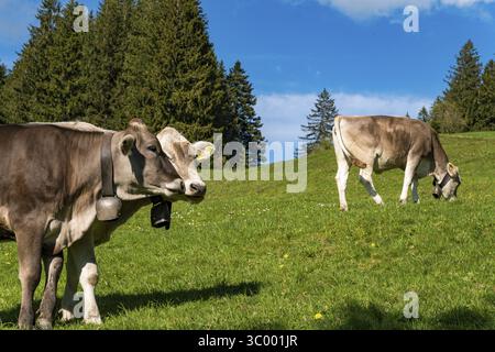 Schöne Wanderung entlang des Rottachsees mit Schluchtweg zur Burgkranzegg Ruine im Allgau Stockfoto