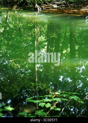 Grüner Waldteich mit ruhigem Wasser und Reflexionen. Natürliche Strukturen, atmosphärisches Foto. Kopierraum. Stockfoto