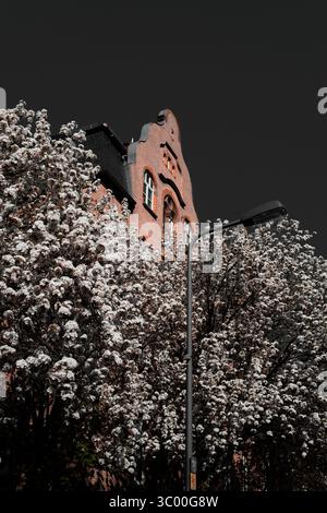 Ein historisches Gebäude aus rotem Backstein mit markanter Giebelarchitektur ist teilweise hinter blühenden Bäumen in einem Stadtviertel versteckt. Stockfoto