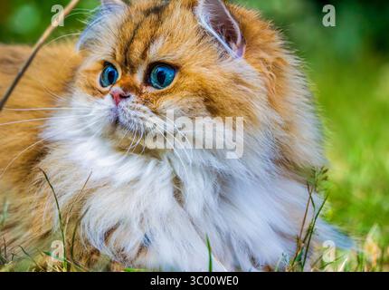 Goldene (ny11) britische Langhaarkatze mit blau-grünen Augen und üppigem Fell im Freien Stockfoto