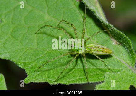 Green Lynx Spider, Peucetia viridans Stockfoto
