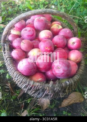 Ein verwitterter Korb gefüllt mit Reifen roten Äpfeln sitzt in grünem Gras. Der alte, leicht beschädigte Korb steht im Kontrast zum frischen Obst und ist lebendig Stockfoto