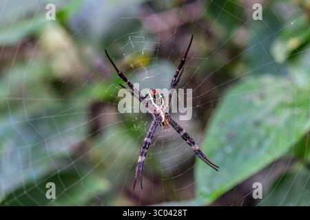 St Andrew's Cross Spider (Argiope keyserlingi) im Internet, Cairns, Far North Queensland, Australien Stockfoto