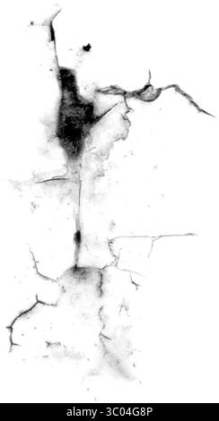 Ein detailliertes mikroskopisches Bild, das das komplizierte Netzwerk roter verzweigter Blutgefäße in einem blassen, strukturierten biologischen Gewebe zeigt. Stock Vektor