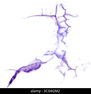 Ein detailliertes mikroskopisches Bild, das das komplizierte Netzwerk roter verzweigter Blutgefäße in einem blassen, strukturierten biologischen Gewebe zeigt. Stock Vektor