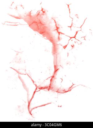 Ein detailliertes mikroskopisches Bild, das das komplizierte Netzwerk roter verzweigter Blutgefäße in einem blassen, strukturierten biologischen Gewebe zeigt. Stock Vektor