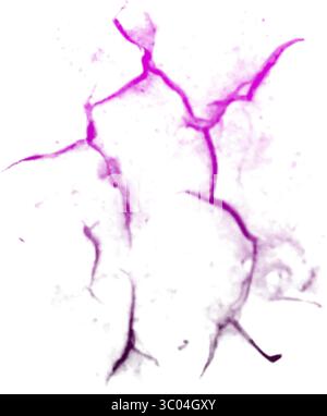 Ein detailliertes mikroskopisches Bild, das das komplizierte Netzwerk roter verzweigter Blutgefäße in einem blassen, strukturierten biologischen Gewebe zeigt. Stock Vektor