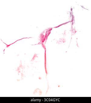 Ein detailliertes mikroskopisches Bild, das das komplizierte Netzwerk roter verzweigter Blutgefäße in einem blassen, strukturierten biologischen Gewebe zeigt. Stock Vektor