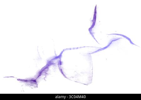 Ein detailliertes mikroskopisches Bild, das das komplizierte Netzwerk roter verzweigter Blutgefäße in einem blassen, strukturierten biologischen Gewebe zeigt. Stock Vektor