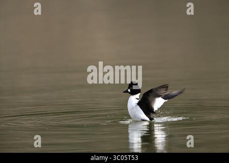 Gemeines Goldenauge (Bucephala clangula) männlich in Japan Stockfoto