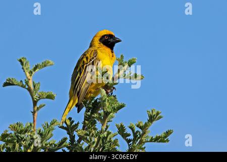 Ein männlicher südafrikanischer Maskenweber (Ploceus velatus), der in einem Baum thront, Südafrika Stockfoto