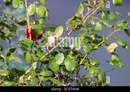 Haussperling - Passer domesticus Stockfoto