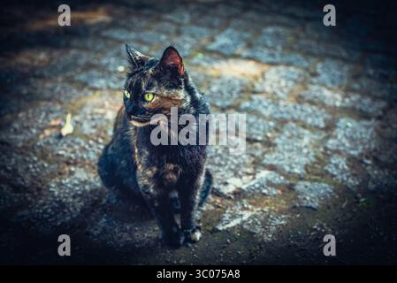Nahaufnahme der grünäugigen Schildkröte, die auf Kopfsteinpflasterboden sitzt Stockfoto