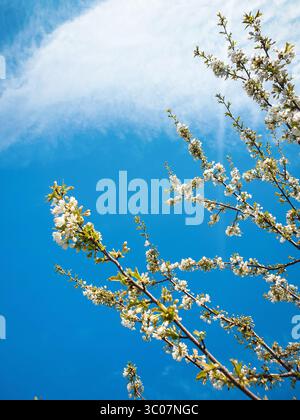 Frühlingsblüte. Apfelbaumzweig mit wenigen kleinen Blüten gegen den blauen Himmel mit einer Wolke. Frühe Blüte im April. Stockfoto