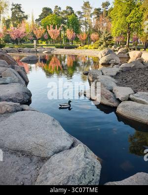 Enten schwimmen im Teich im japanischen Garten bei Sonnenuntergang. Blühende Sakura-Bäume spiegeln sich im glatten Wasser eines kleinen Sees in einem öffentlichen Park. Stockfoto