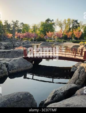 Holzsteg über einer Kapsel im japanischen Garten. Blühende Sakura-Bäume spiegeln sich im glatten Wasser eines kleinen Sees, umgeben von großen Felsen. Stockfoto