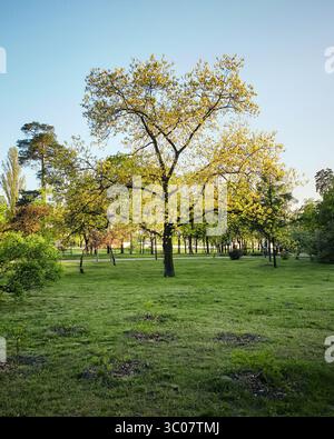 Baum auf einer Lichtschranke im Park. Baum mit frischen lindgrünen Blättern im öffentlichen Park bei Sonnenuntergang. Stockfoto