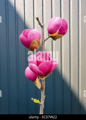 Magnolienbaum mit großen rosa Blüten. Blühender Magnolienbaum und anthrazitgraue Wand im Hintergrund. Stockfoto