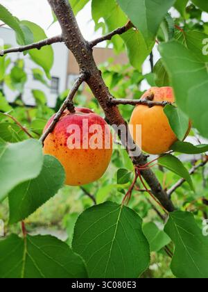 Aprikosenfrüchte auf einem Baum im Garten. Nahansicht des Aprikosenbaums mit Orangenobst. Stockfoto