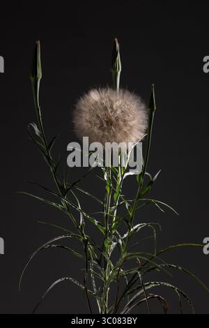 Eine flauschige Tragogonblüte steht hoch mit grünen Knospen auf beiden Seiten. Der zarte, Löwenzahn-ähnliche Kopf steht vor einem dunklen Hintergrund und ist sanft beleuchtet. Stockfoto