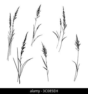 Trockene Zweige, Gras und Blätter, eine Reihe von Silhouetten, eine schwarz-weiße Skizze. Vektorabbildung. Schilf und Waldgräser, isoliert auf einem Weißen Stock Vektor