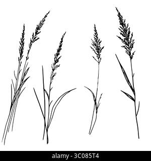 Trockene Zweige, Gras und Blätter, eine Reihe von Silhouetten, eine schwarz-weiße Skizze. Vektorabbildung. Schilf und Waldgräser, isoliert auf einem Weißen Stock Vektor