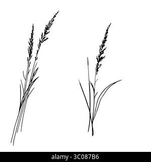 Trockene Zweige, Gras und Blätter, eine Reihe von Silhouetten, eine schwarz-weiße Skizze. Vektorabbildung. Schilf und Waldgräser, isoliert auf einem Weißen Stock Vektor