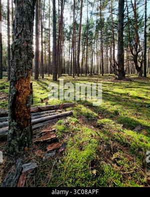 Kiefernwald am sonnigen Morgen. Hohe Bäume werfen lange Schatten auf den moosbedeckten Boden. Goldene Strahlen des Morgenlichts. Stockfoto