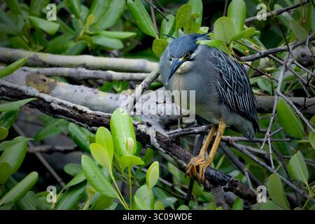 Black-Crowned Night-Heron in seiner Umgebung. Stockfoto