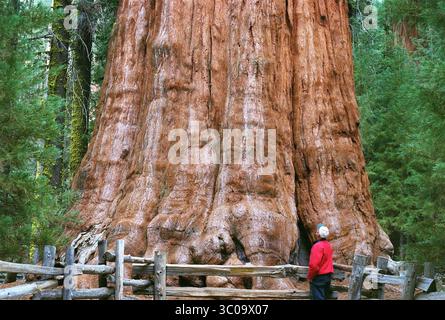 1. Dezember 2002 – CA, USA – Ein Besucher kann den General Sherman Tree, das größte lebende Ding der Welt, 2002 im kalifornischen Sequoia-Nationalpark bewundern. (Bild: © Ron Cobb/St. Louis Post-Dispatch/TNS via ZUMA Wire) Stockfoto