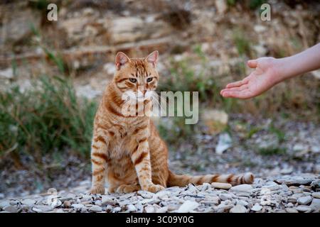 Ingwerkatze sitzt auf Kieselsteinen in der Nähe einer ausgestreckten Hand Stockfoto