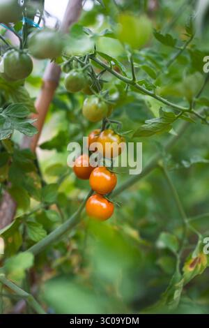 Reife und unreife Kirschtomaten, die auf Weinreben im Garten wachsen Stockfoto
